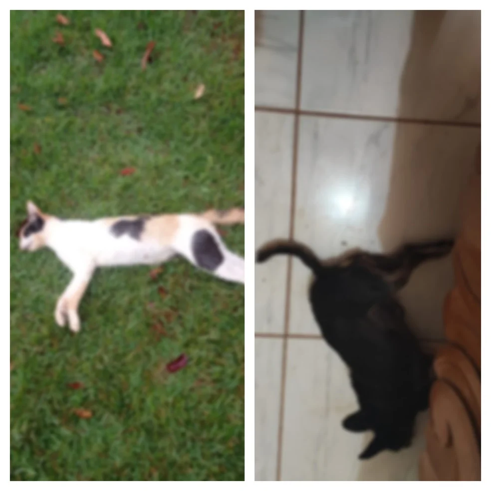 Polícia identifica vendedor do veneno utilizado por mulher para matar marido de 71 anos em RO