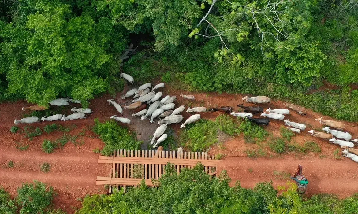 Gilvan Alves/TV Brasil São Félix do Xingu (PA), 16/12/2025 - A ação de desintrusão no território indígena Apyterewa, é realizada de forma integrada, com participação do Ministério dos Povos Indígenas, Funai, Abin, Ibama, Força Nacional, polícias Civil e Militar do Pará e da Agência de Defesa Agropecuária do estado.
Foto: Gilvan Alves/TV Brasil