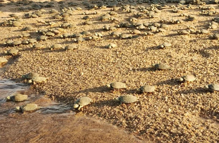 Apesar dos desafios ambientais, o Vale do Guaporé celebra a soltura de filhotes de tartaruga-da-Amazônia