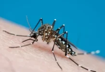 Dengue sorotipo 3 volta a circular e acende alerta em Ji-Paraná