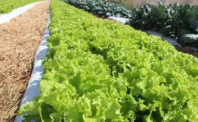 Brasília (DF), 08/09/2025 - horta de alface no campo. Foto: Italo Ludke/Embrapa